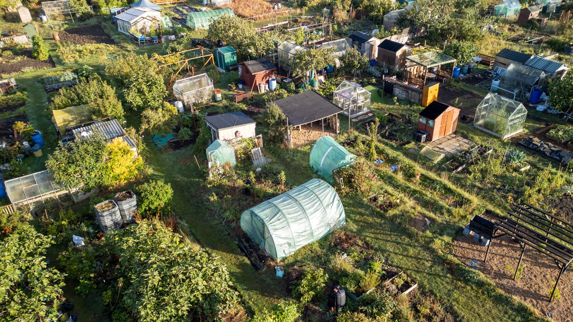 a picture of a uk community allotment