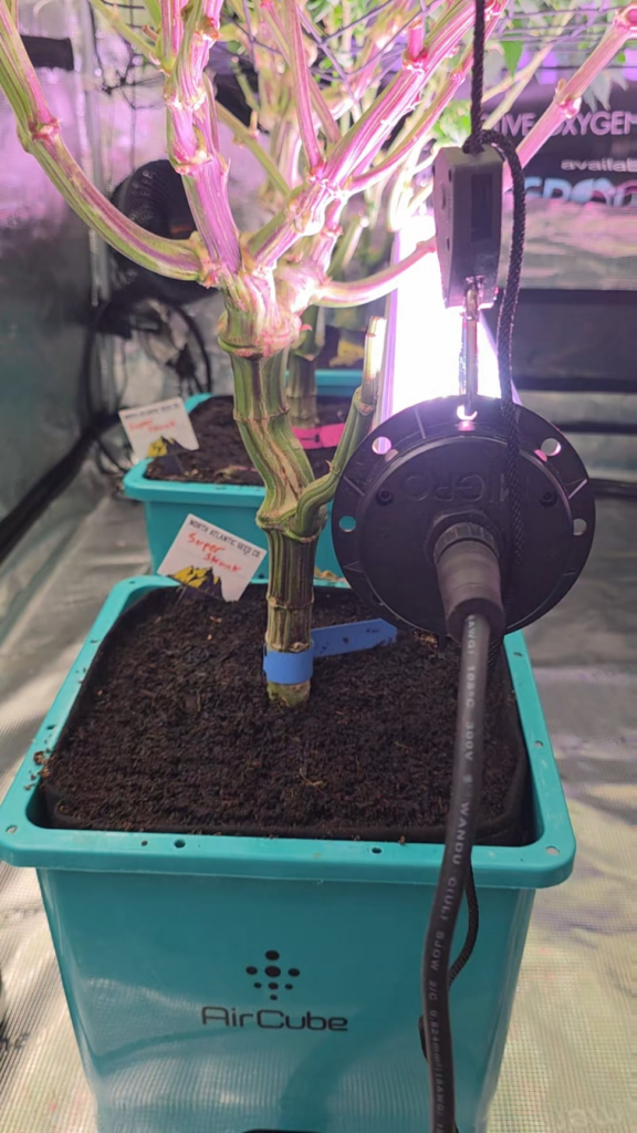 which trunk or strain is your favorite? Almost week 3 of flower