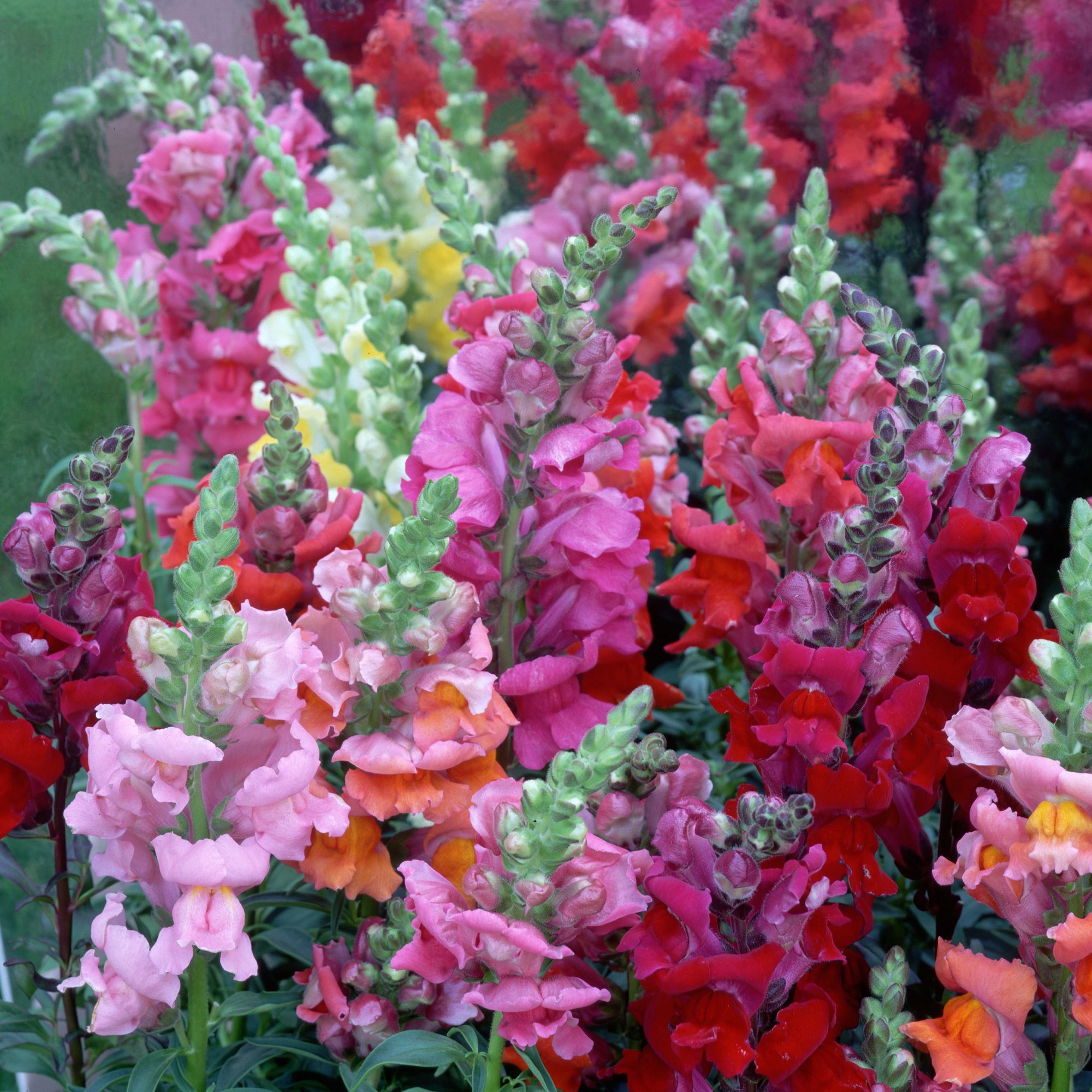 snapdragons in garden