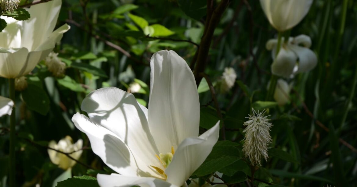 How to bring those flowering bulbs you bought in the fall back to life How to bring those flowering bulbs you bought in the fall back to life