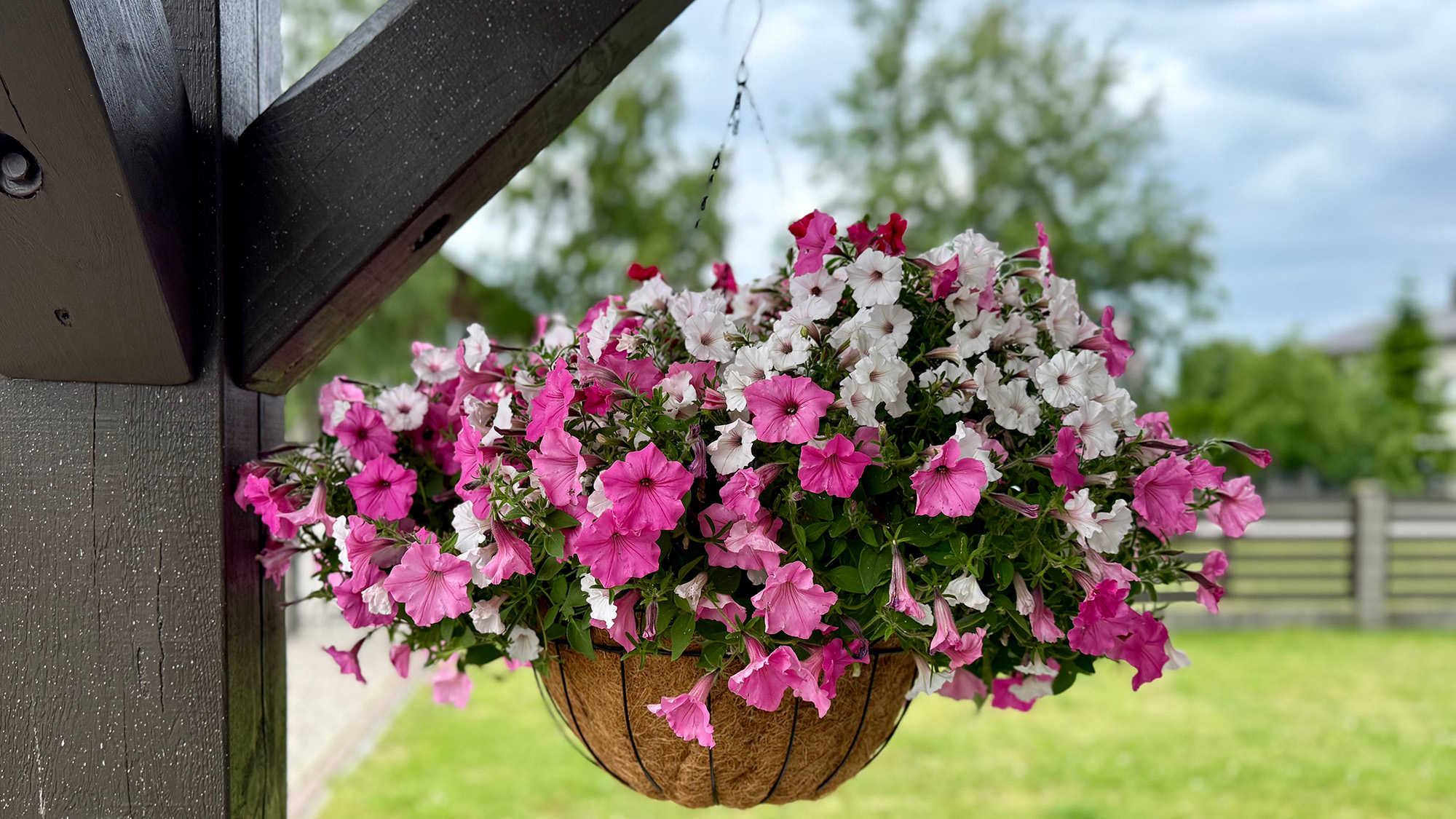 Hanging basket filled with petunias