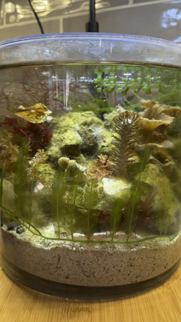 Mantis Shrimp Jar