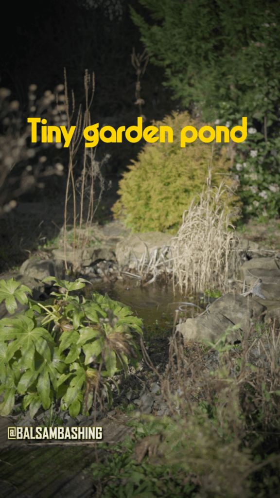 Our 4m², North-facing garden and its pond (Feb 26, Northern England)