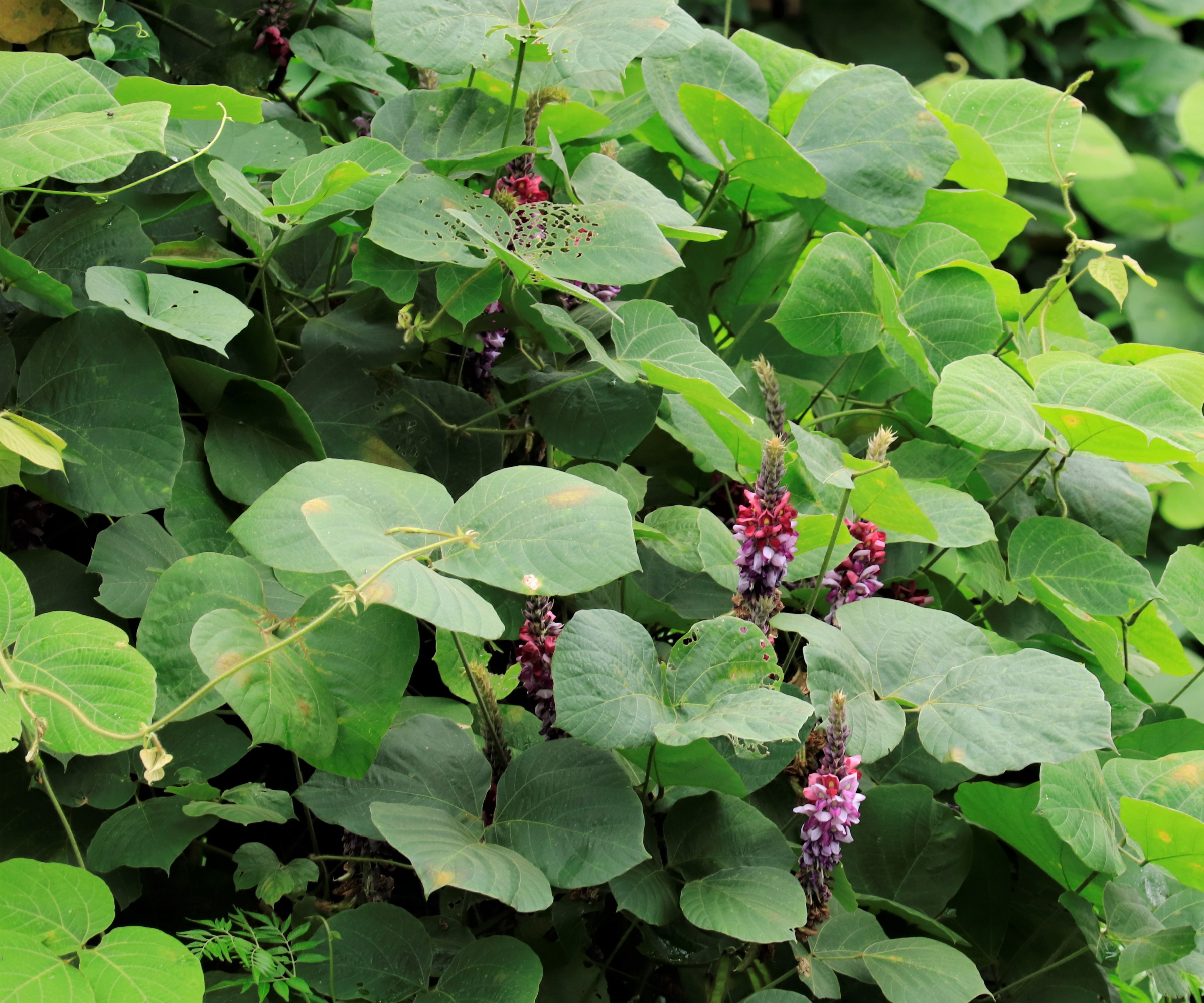 Kudzu vine with purple flower