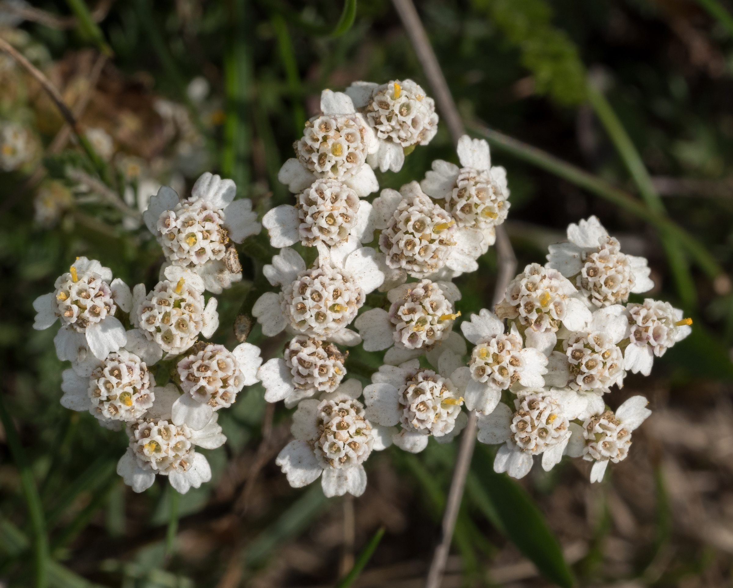 Mid: Yarrow (Achillea millefolium). This durable, easy-to-grow, rhizomatous perennial reaches...