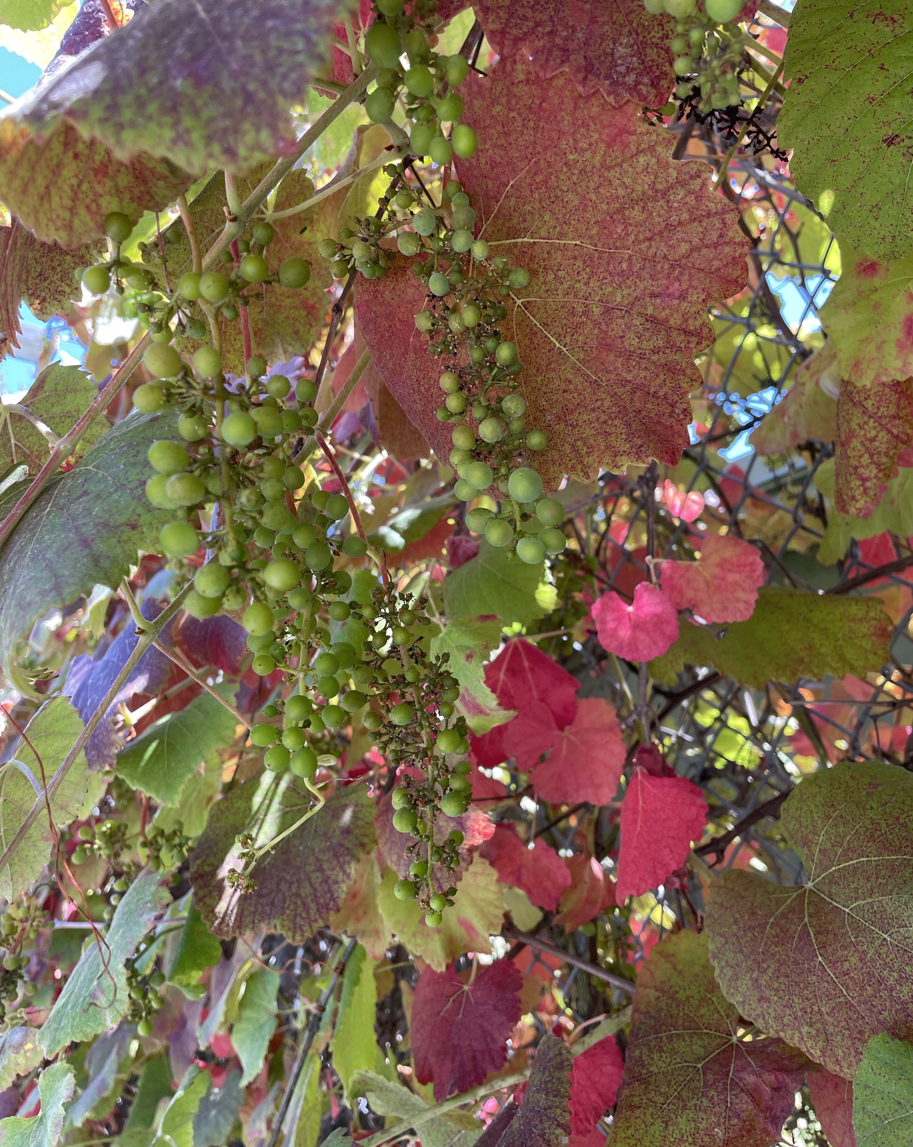 Vitis californica, our native grape, grows well on fences and...