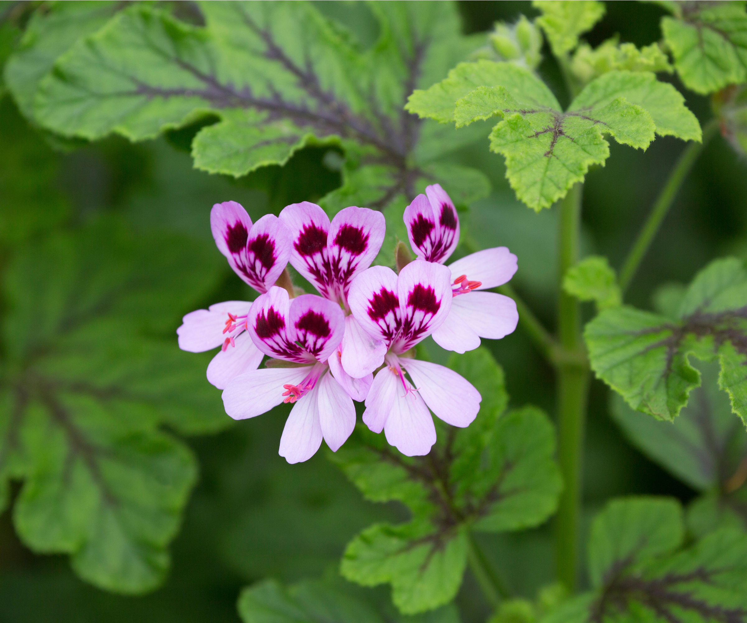 Oak-leaf geranium blooms