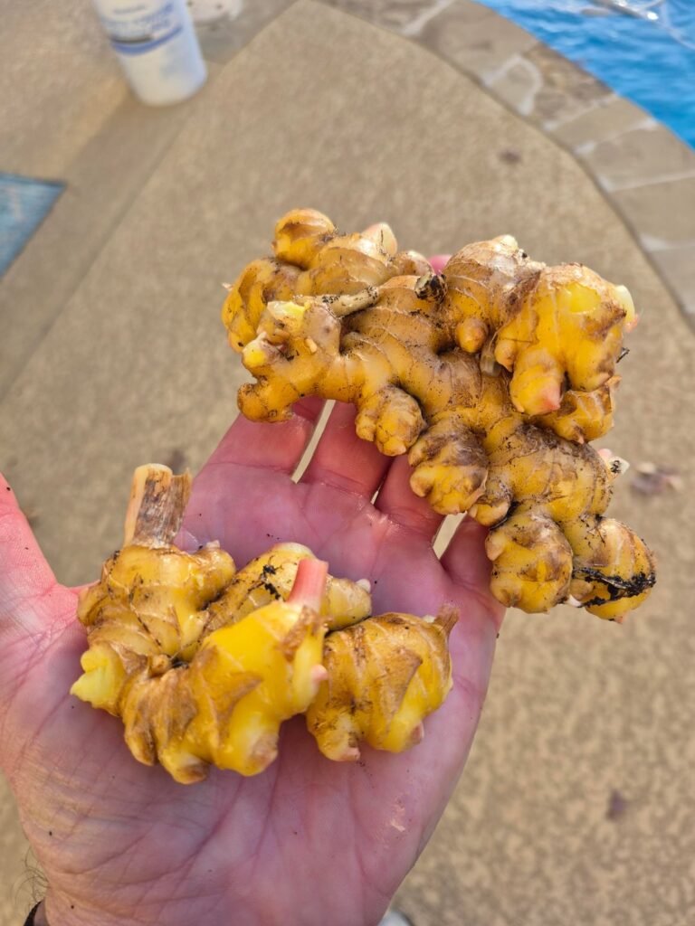 Made Candied Ginger Made Candied Ginger