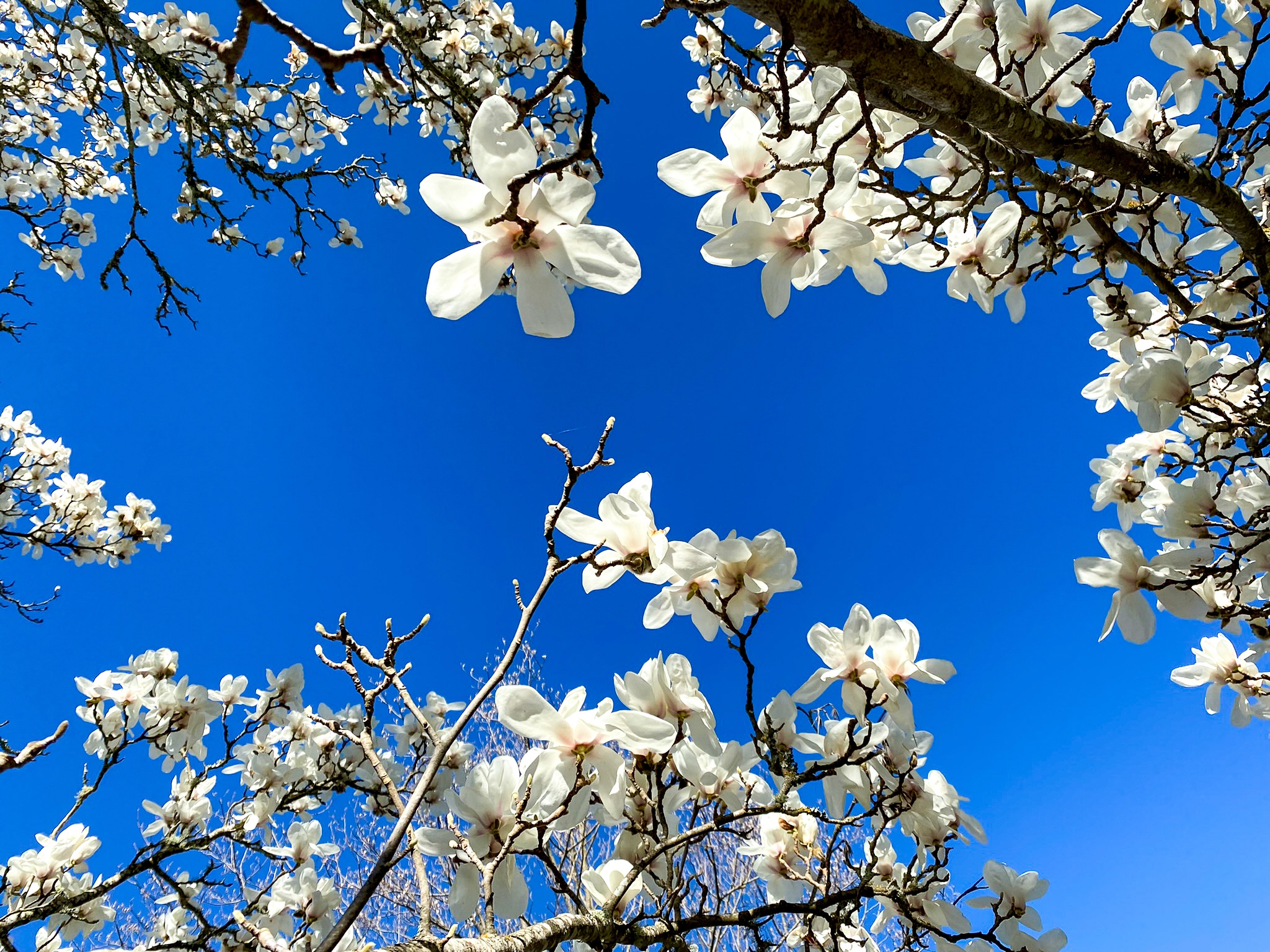 Rare species Magnolia denudata or Yulan Magnolia in full winter...