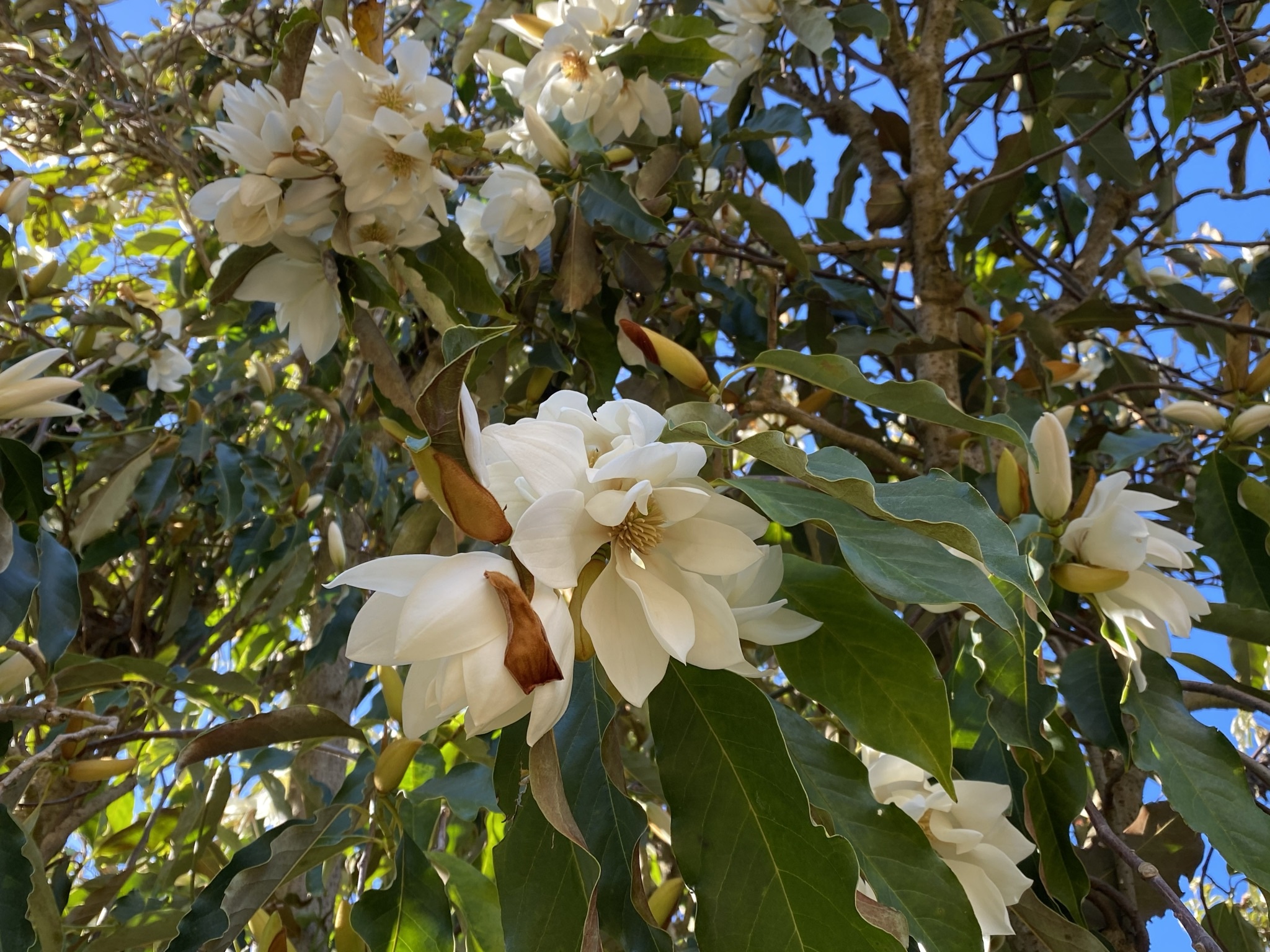 The Magnolia doltsopa or the Himalayan Evergreen Magnolia with its...