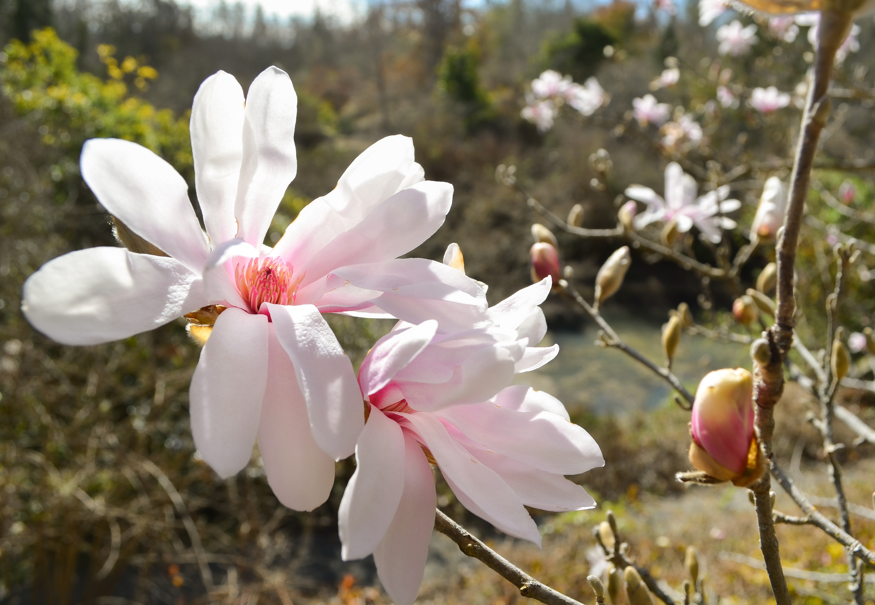 The rare Magnolia stellata or Star Magnolia in full bloom...