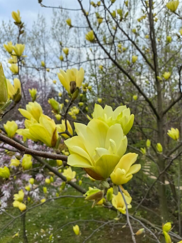 Magnolias in my Serbian garden