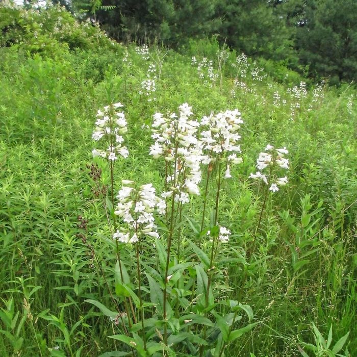 penstemon digitalis