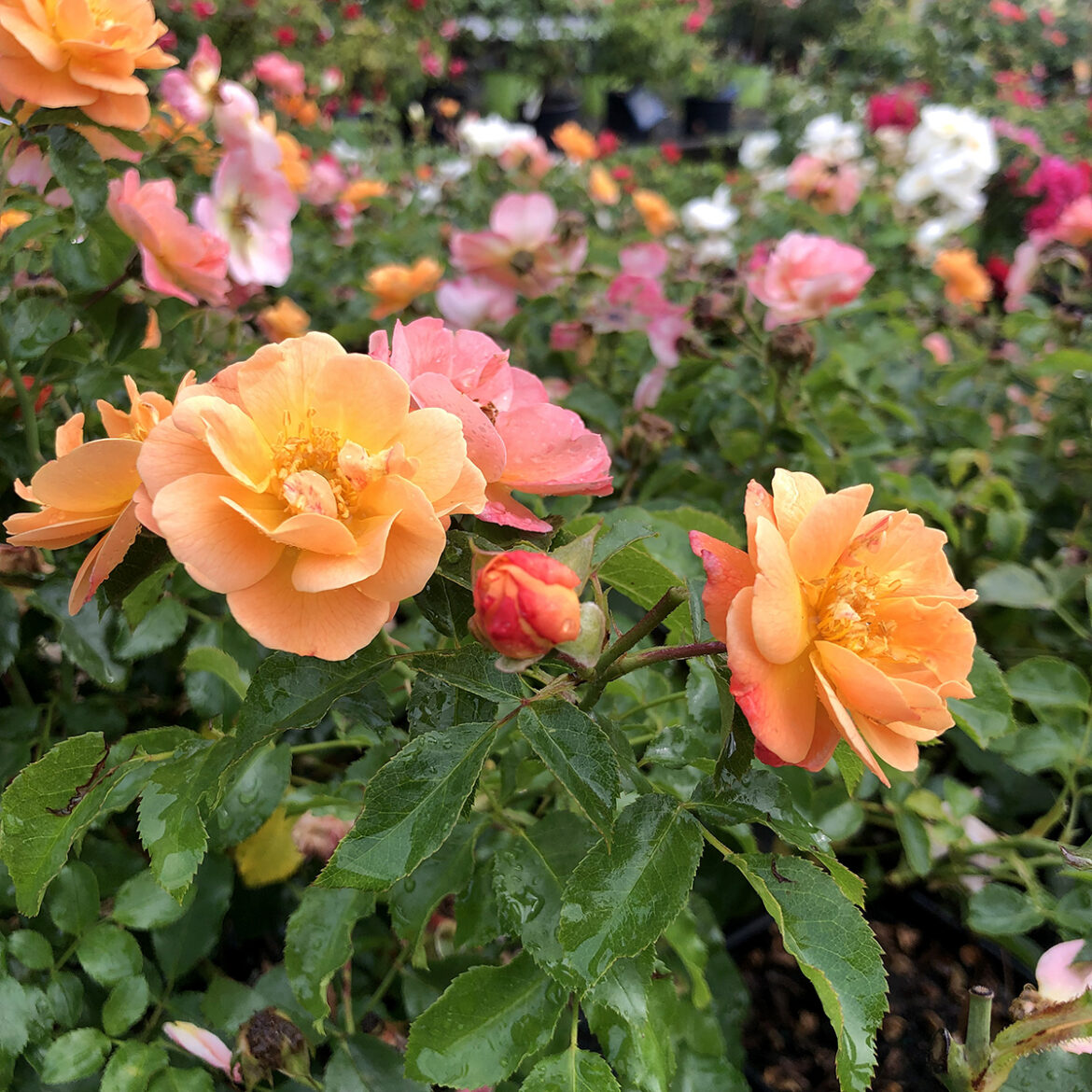 In the Garden: How to prune flowering shrubs