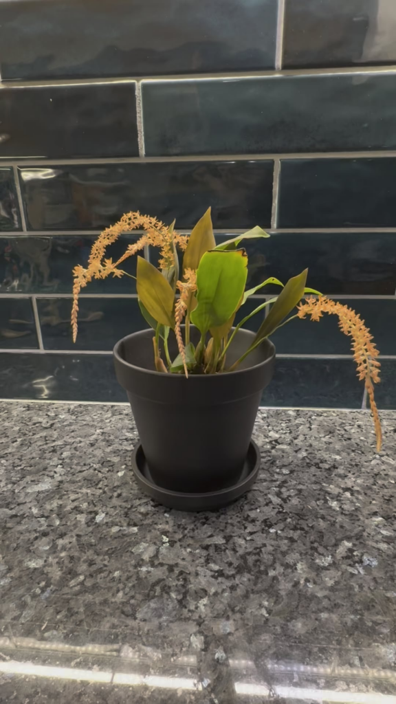 Coelogyne propinqua: A rare, dainty beauty in motion!✨