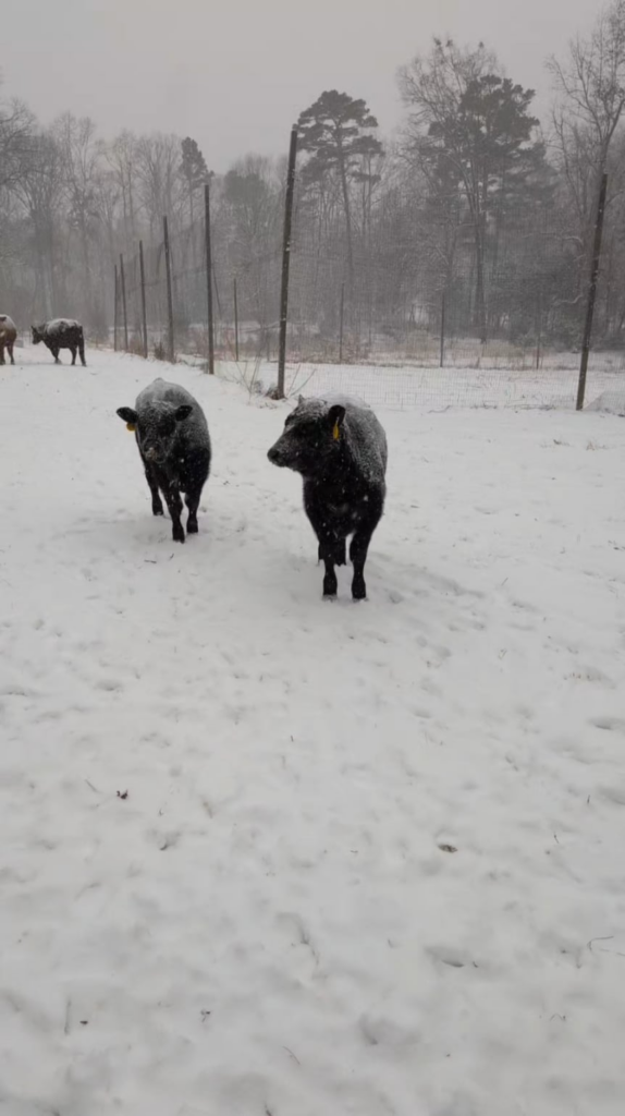 Enjoying their first ever snowfall!