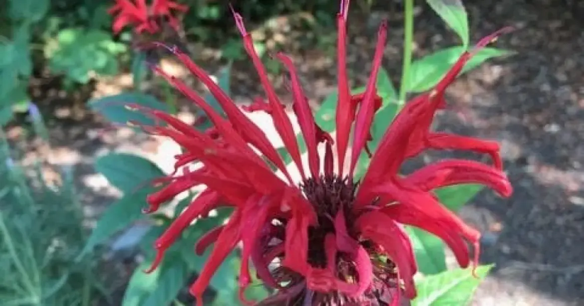 Monarda and My Pollinator Garden