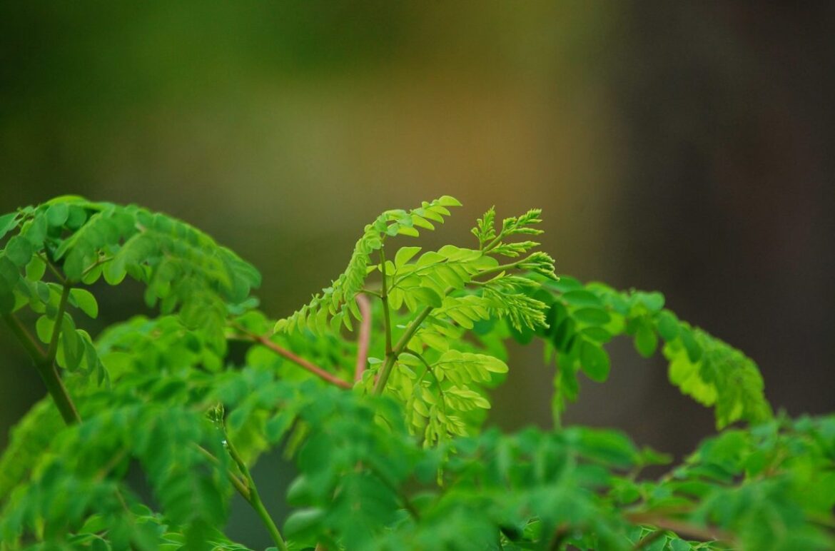 Attempting to Garden My Way Out of Sadness Attempting to Garden My Way Out of Sadness