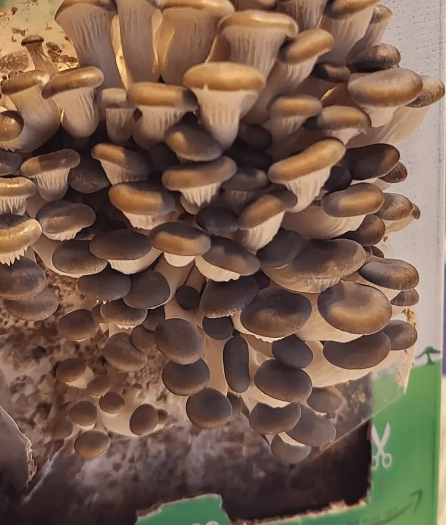 Ask a Master Gardener how to grow gourmet mushrooms at home Ask a Master Gardener how to grow gourmet mushrooms at home