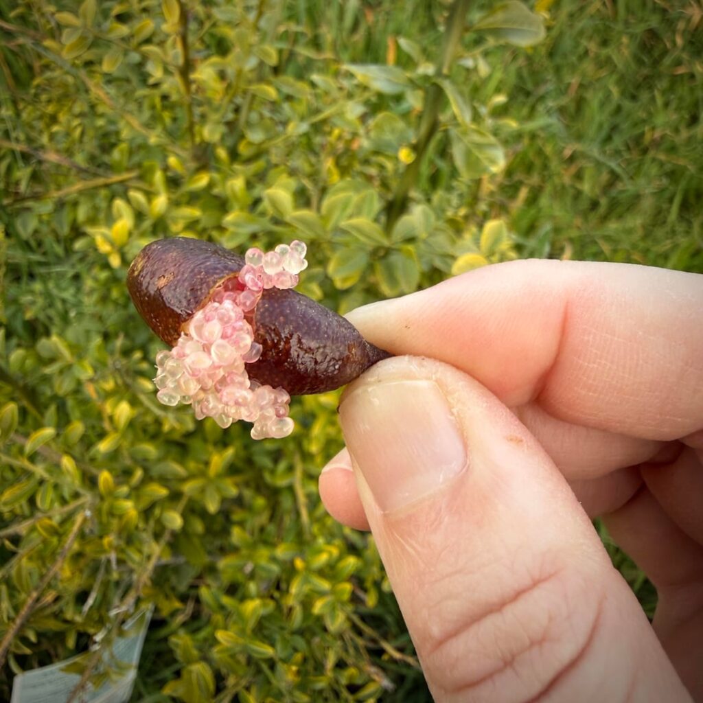 My Caviar Limes are finally producing