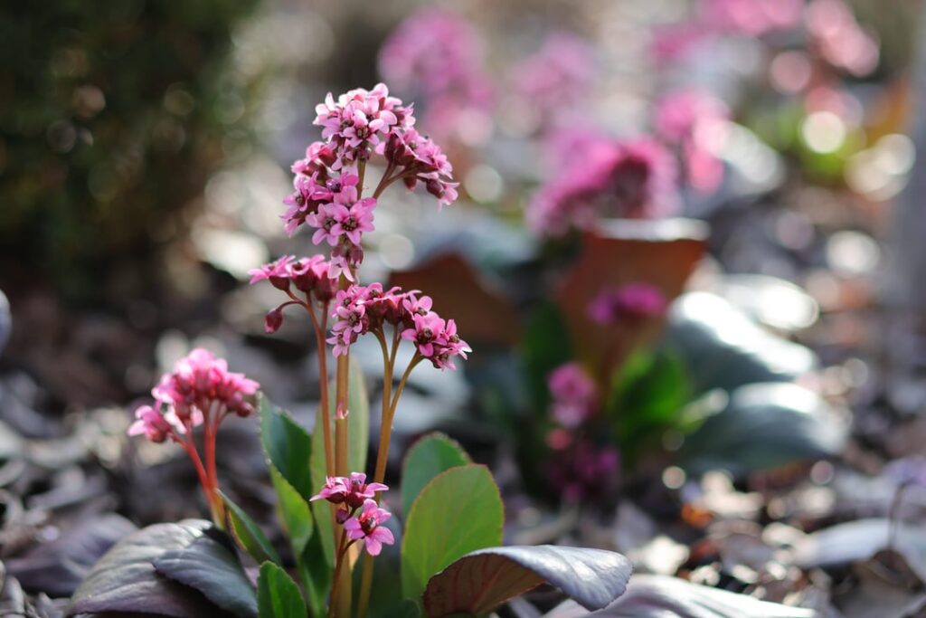 My Garden in Poland 2025 Part 2 (early spring)