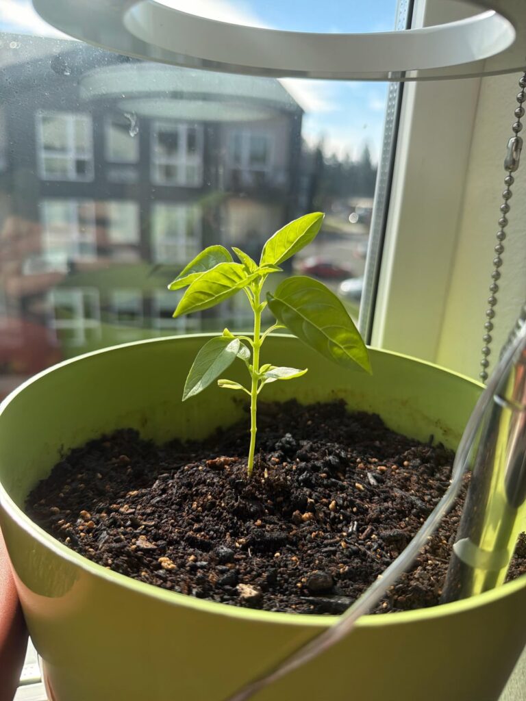 My indoor basil, first ever plant.