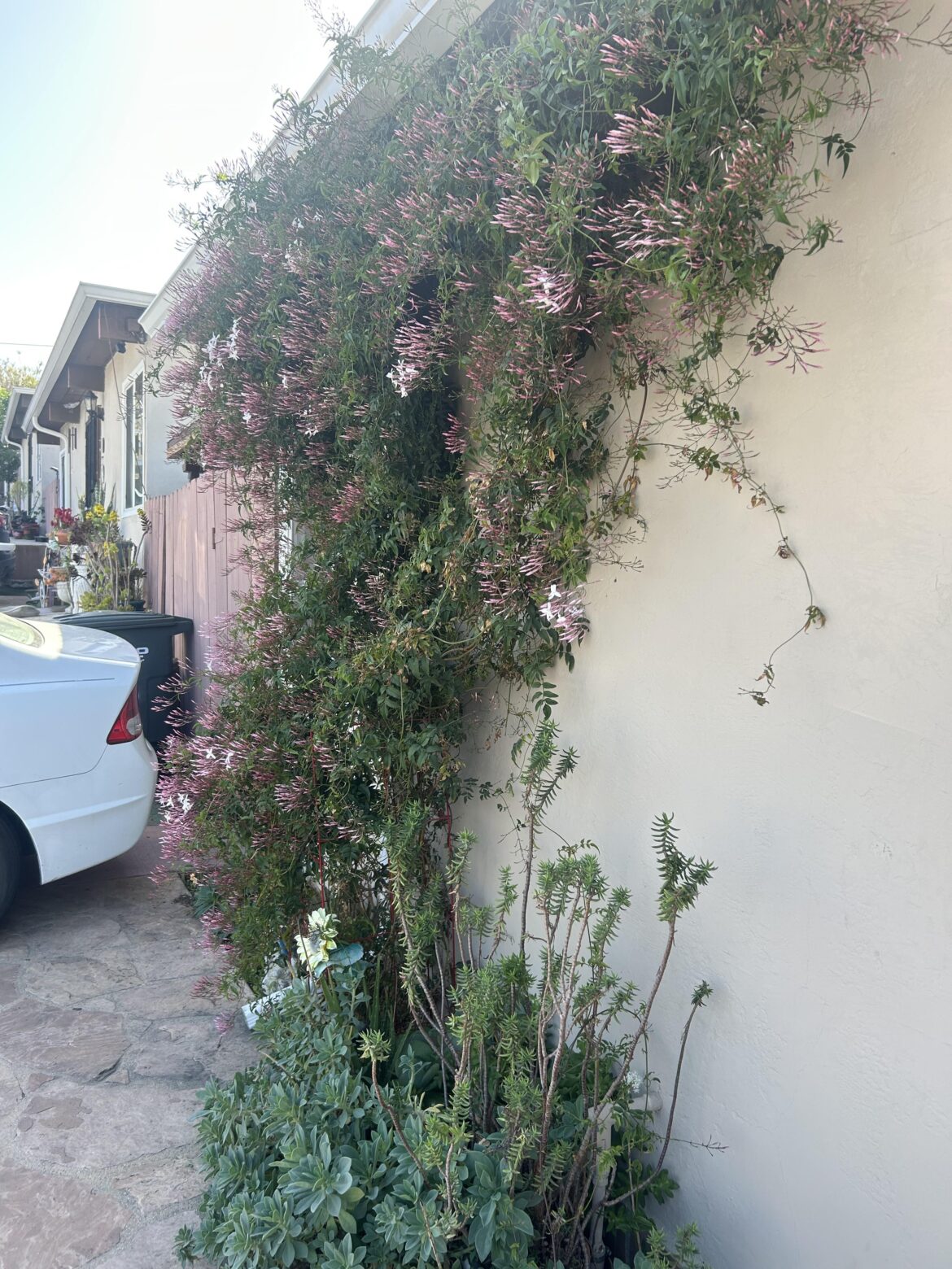My pink star jasmine is ready to explode.