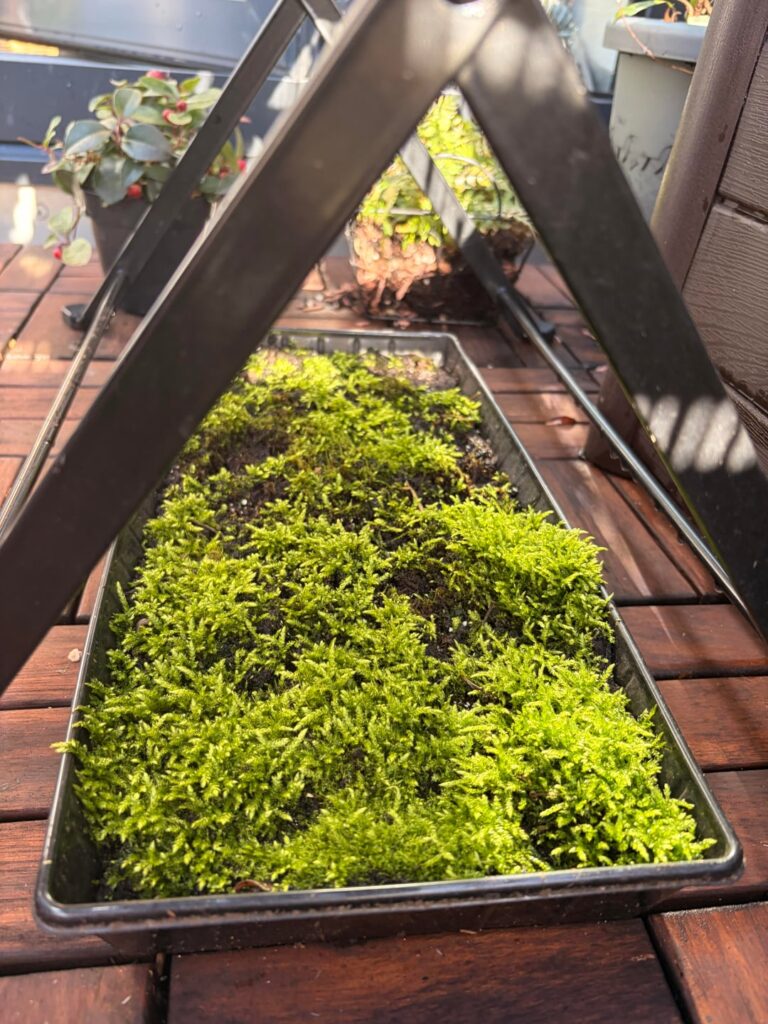 My super neon balcony moss tray with moss collected from random places in the city
