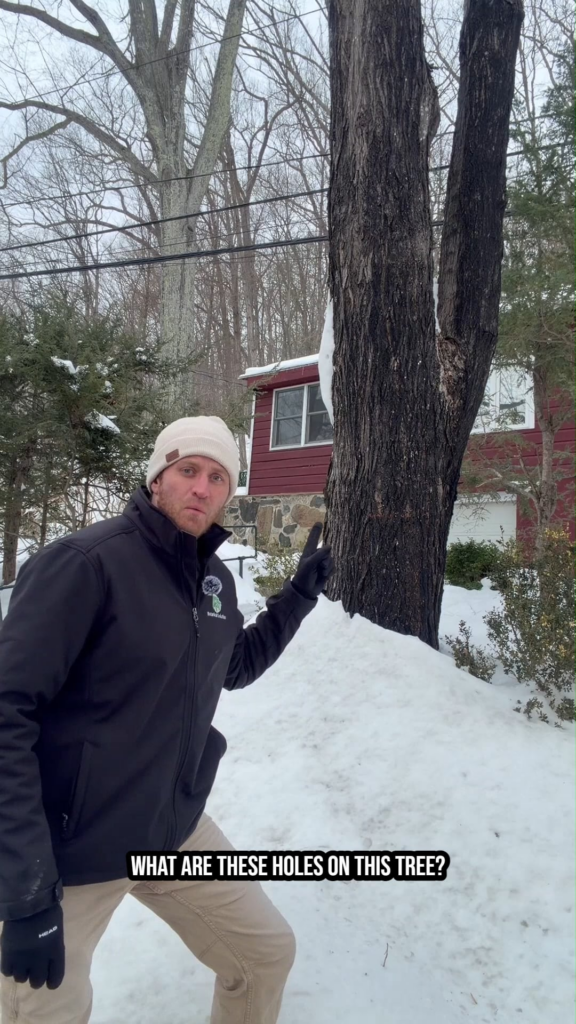 Sapsucker damage — classic horizontal sap wells