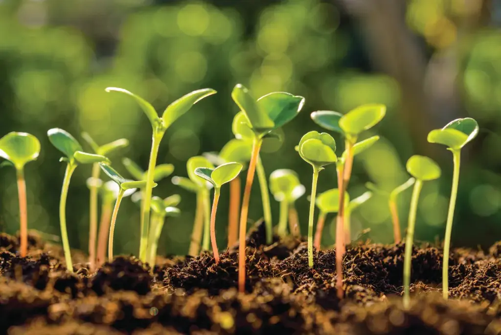 In the Garden with Andre Viette – Growing you on food In the Garden with Andre Viette – Growing you on food