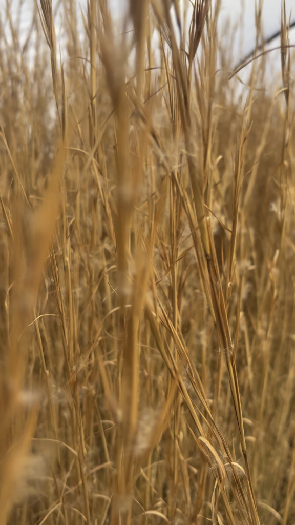 Golden hour looks good on Andropogon virginicus