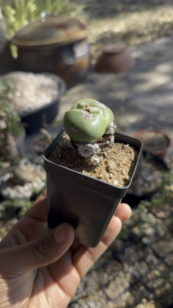 Argyroderma Crateriforme
