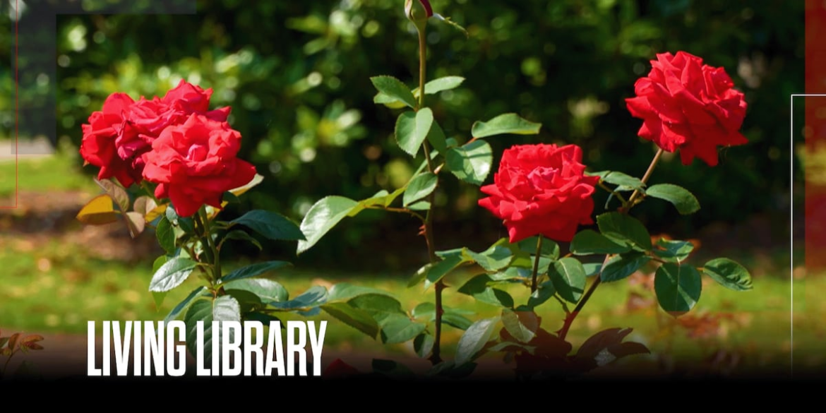 American Rose Center showcases national flower in Louisiana garden