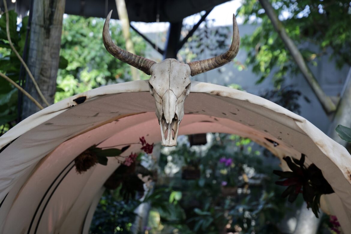 Cleveland Botanical Garden opens ‘Orchid Rodeo’ with Western theme