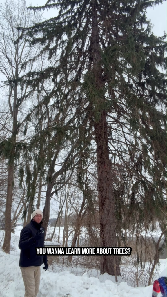 Norway spruce assessment: vine management and minor deadwood removal