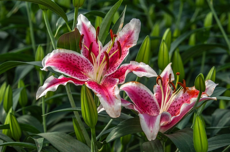 A Stargazer lily on a central California coastal  nursery. Photograph: David Gomez/Getty