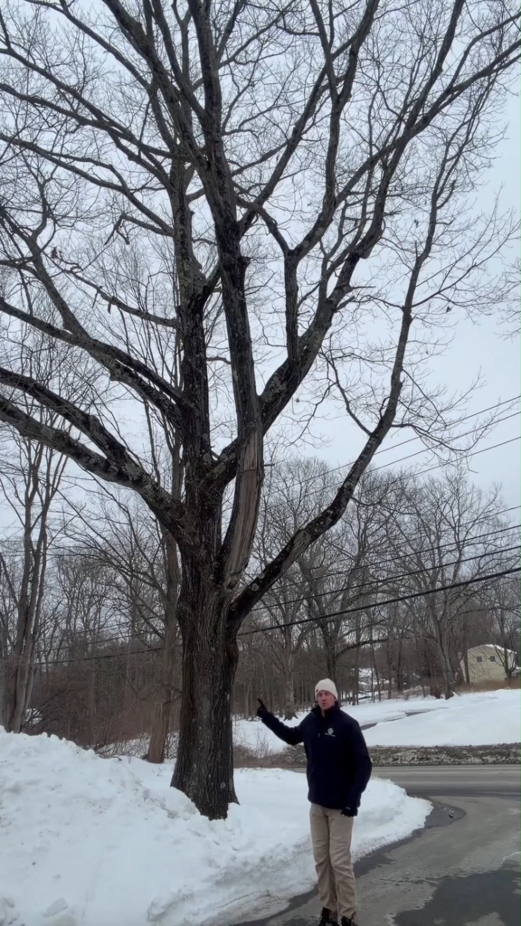 Field example of compartmentalization response in mature oak