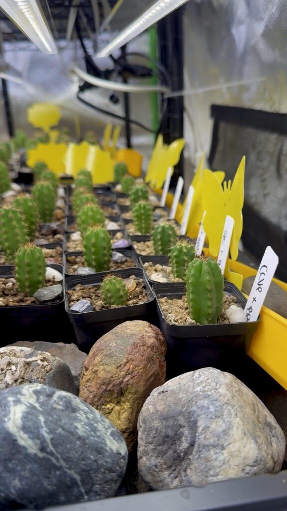 Baste that funk 🌵🕺🪩