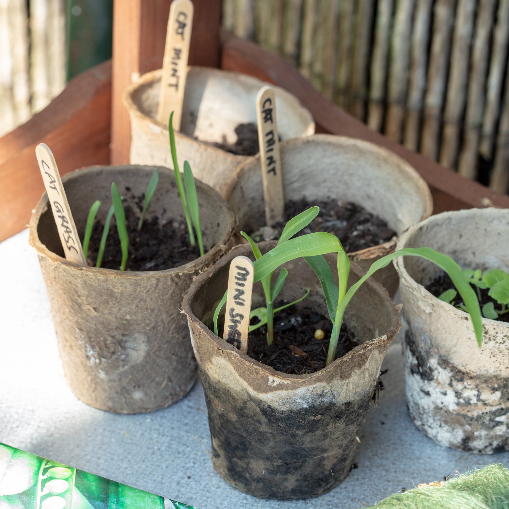 Seedling starters in the garden