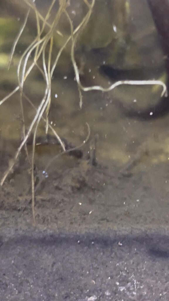 What kind of wiggly worms are these?