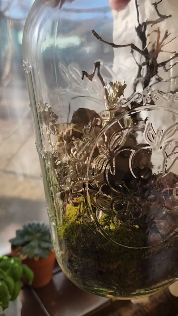 Desert Mossarium