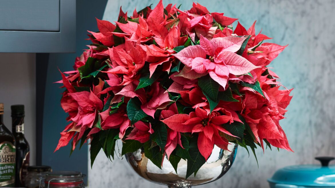 What Your Poinsettia Needs in February to Thrive and Bloom Again What Your Poinsettia Needs in February to Thrive and Bloom Again