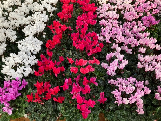Cyclamen. (Photo by Joshua Siskin)