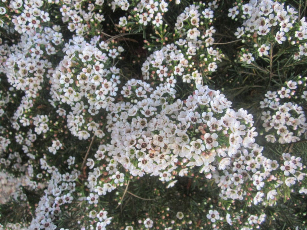Popular garden plants perfect for long-lasting dried displays – Orange County Register Popular garden plants perfect for long-lasting dried displays – Orange County Register