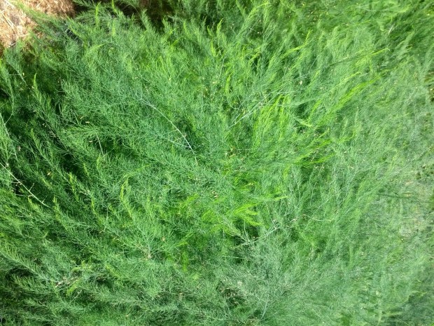 After asparagus spears are harvested, utilize subsequent foliar growth for ornamental purposes. (Photo by Joshua Siskin)