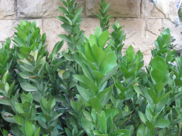 Butcher's broom (Ruscus aculeatus) is shade-loving and useful in dry bouquets and vase arrangements. (Photo by Joshua Siskin)