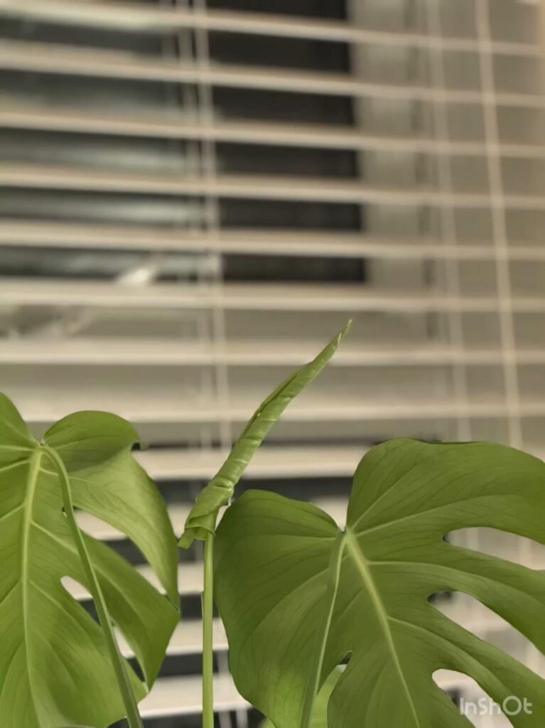 Small timelapse (1 photo a day from my couch) of a leaf uncurling