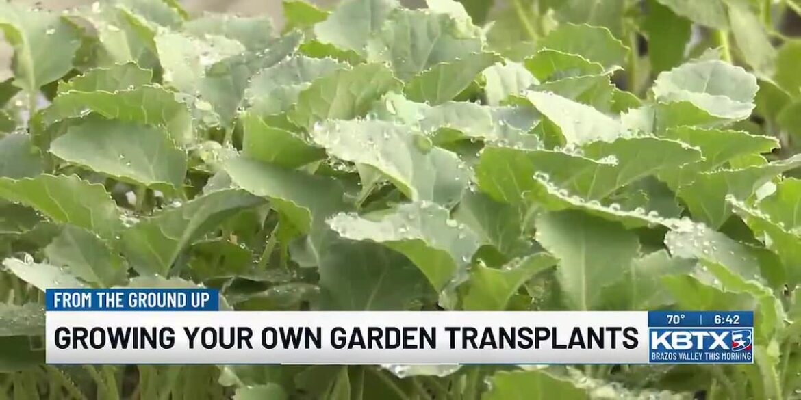 Growing Your Own Garden Transplants