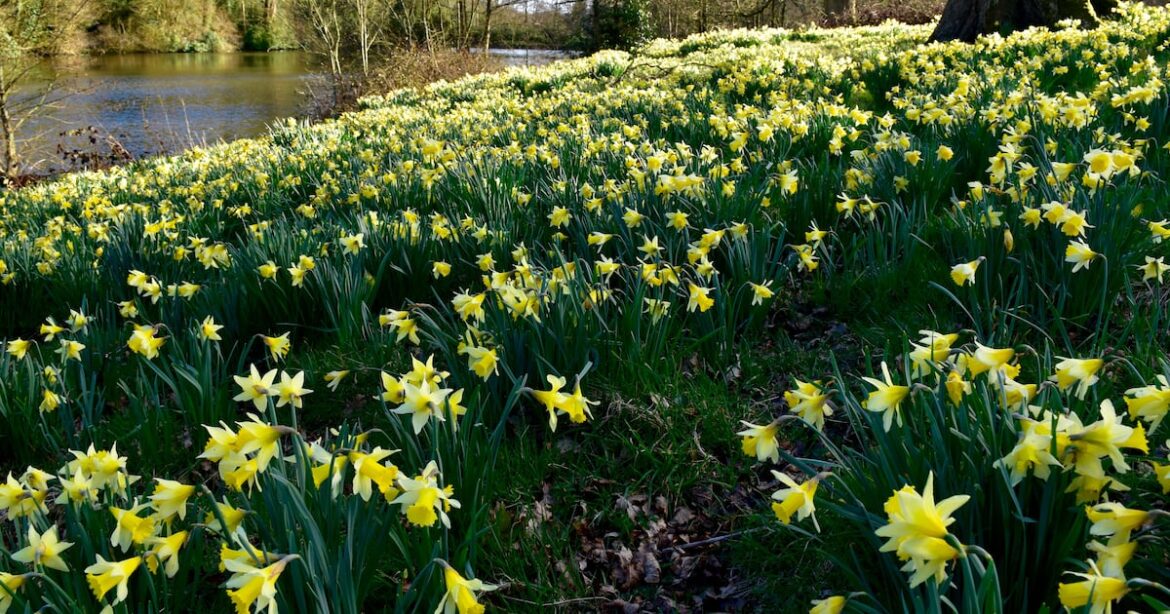 Brilliant daffodil gardens to visit in spring – The Irish News