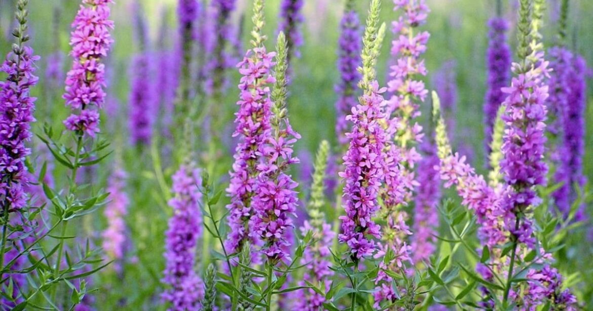 When life gives you rain, make a bog garden – The Irish News When life gives you rain, make a bog garden – The Irish News